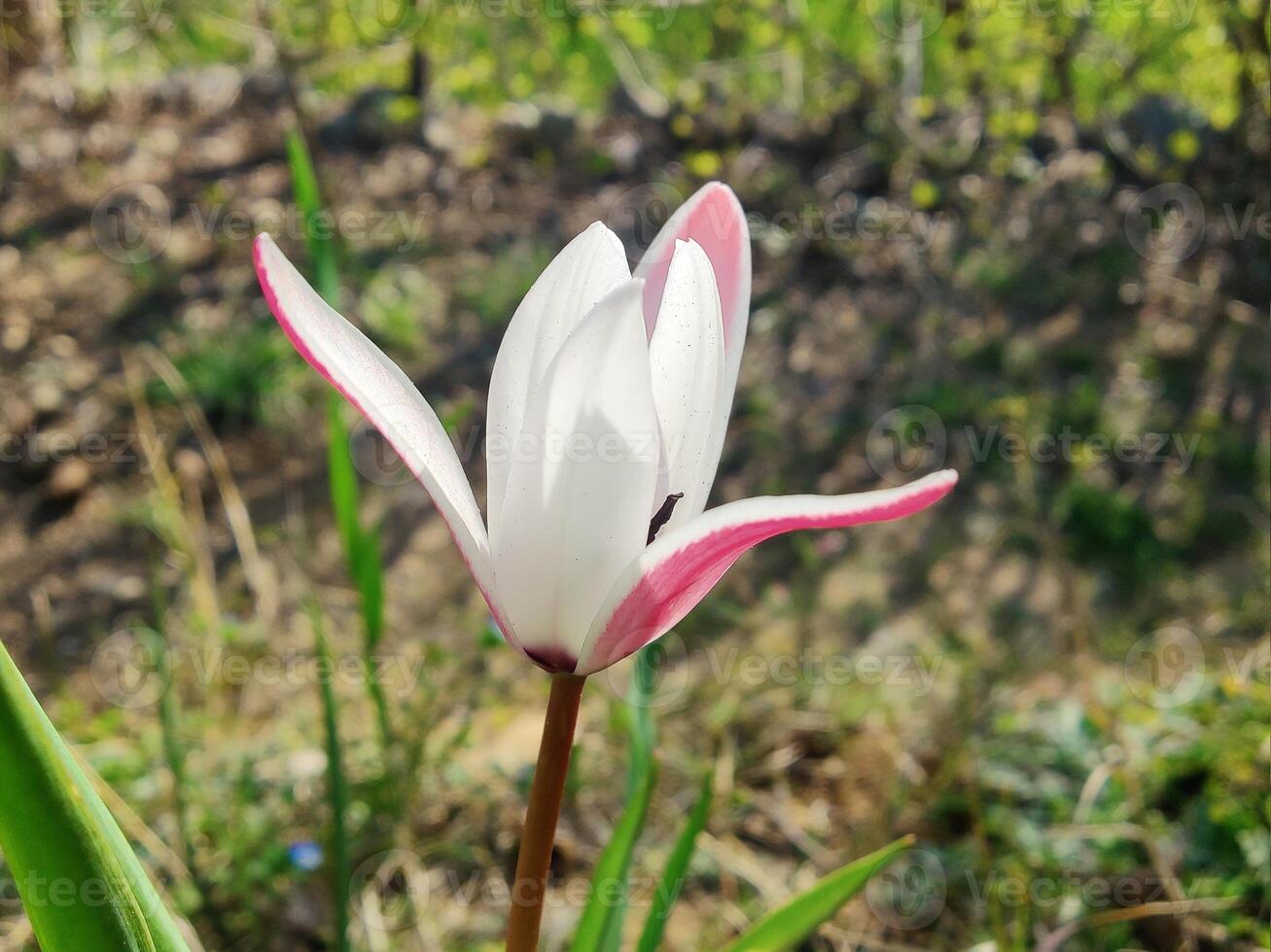 A single white and pink tulip in the grass photo