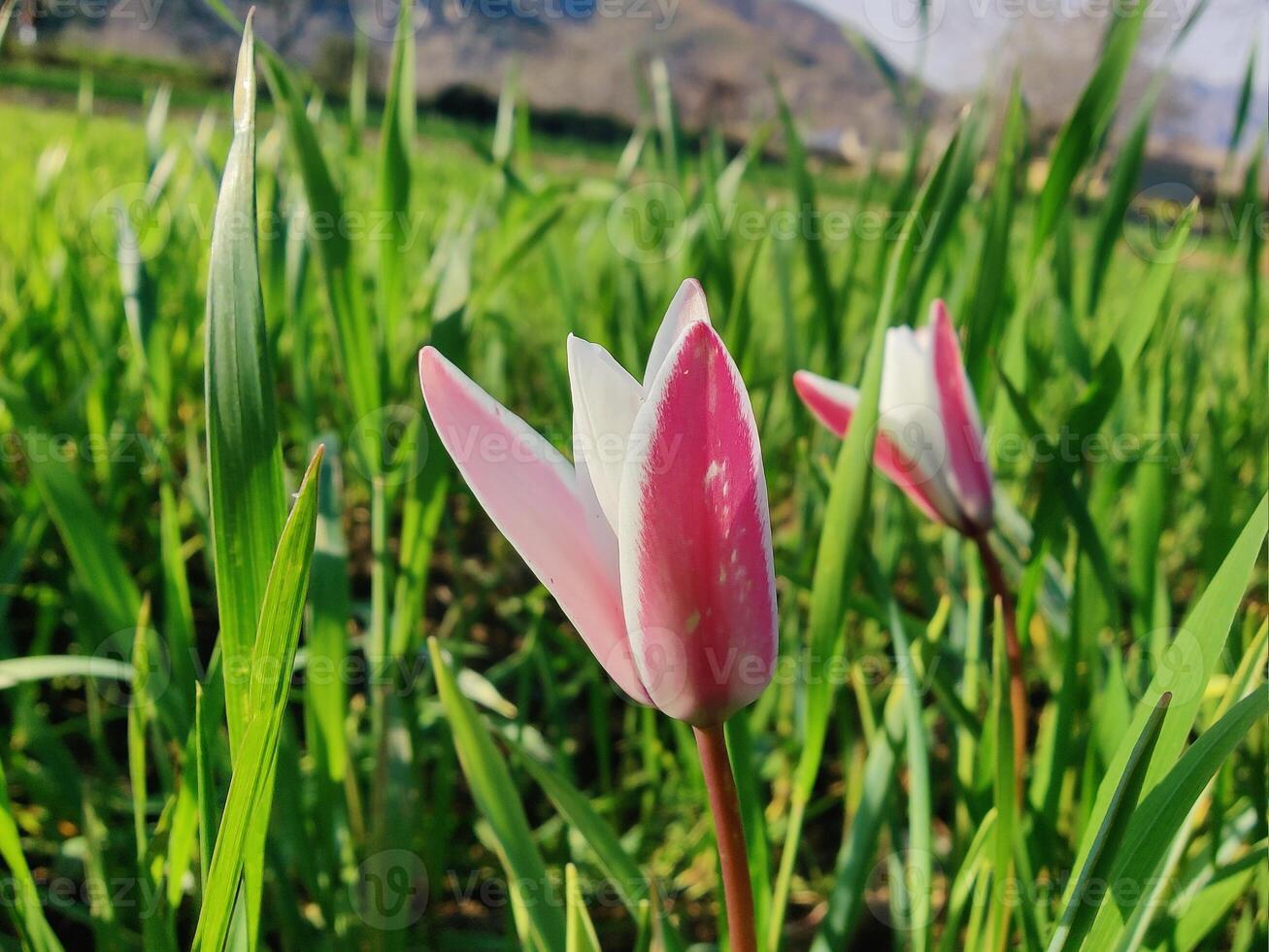 Two pink and white tulips in a field photo
