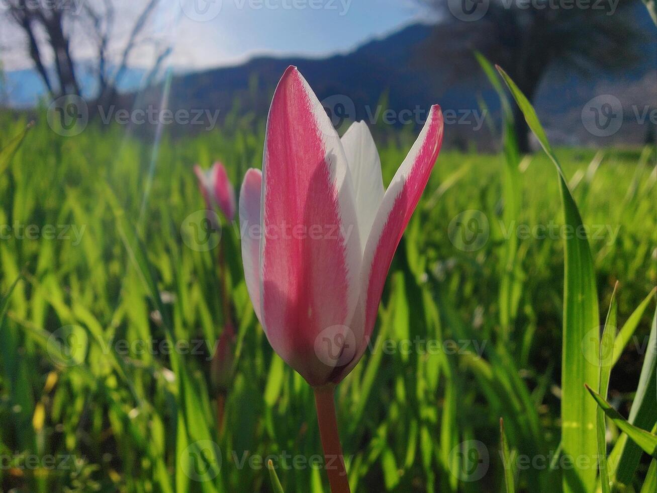 A single flower in the grass with a mountain in the background photo