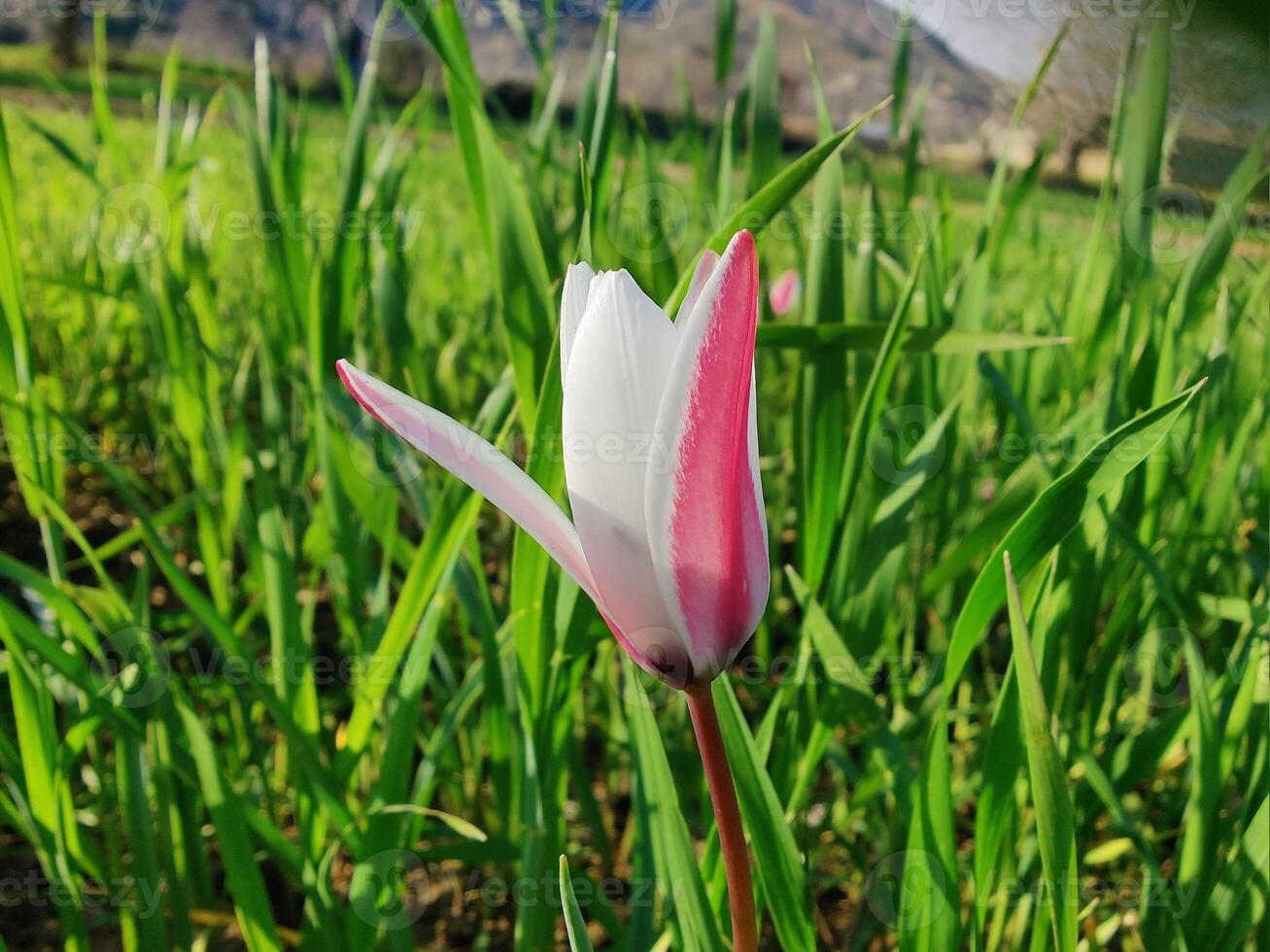 A single white and pink flower in a field photo