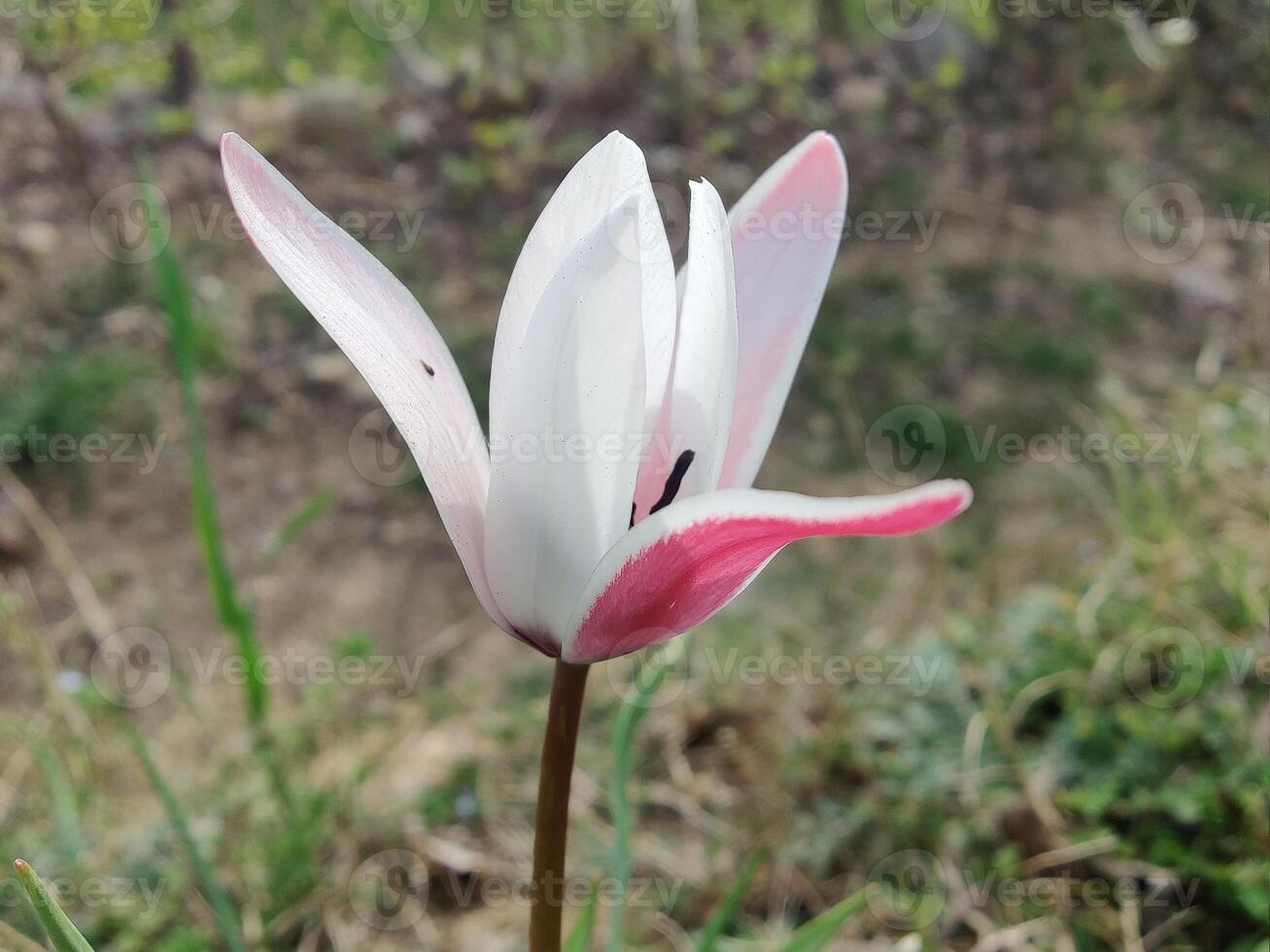 A single white and pink flower is standing in the grass photo