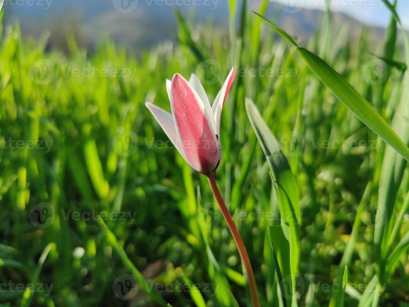 A single pink flower is standing in the grass photo