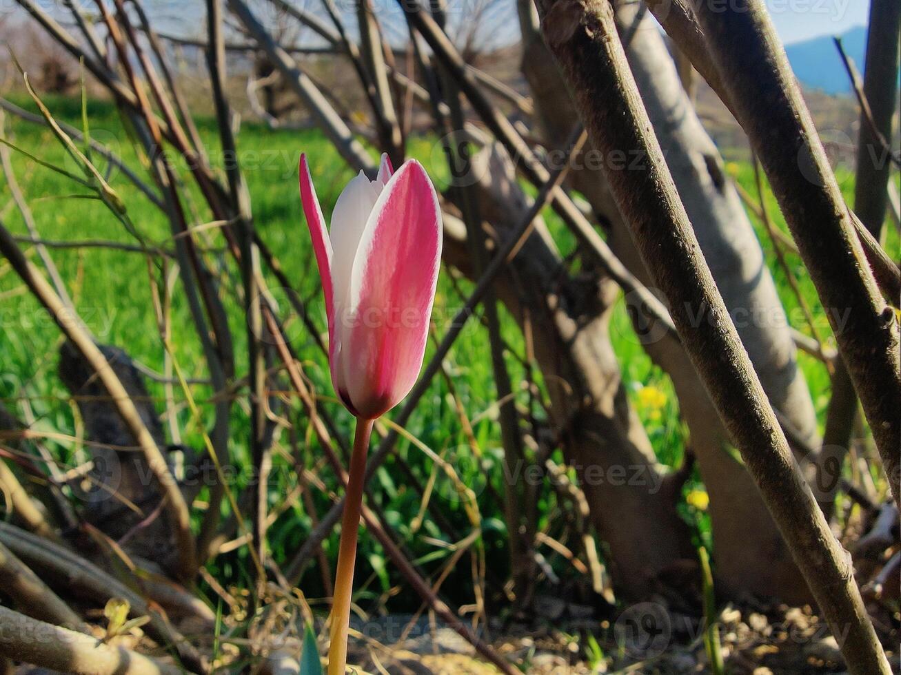 A single pink and white tulip is growing in the grass photo