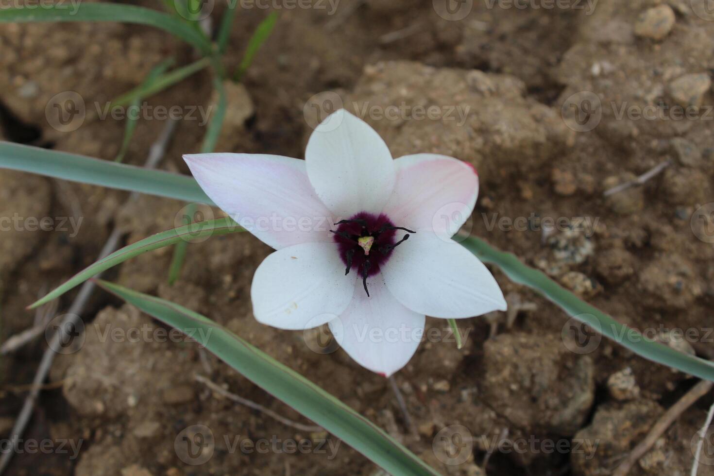 A single flower in the dirt photo
