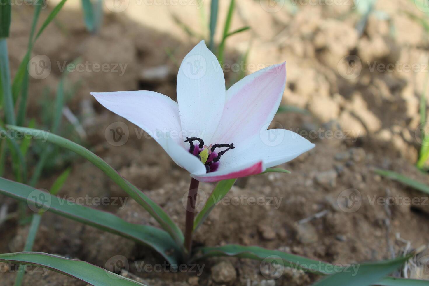 A single flower growing in the dirt photo