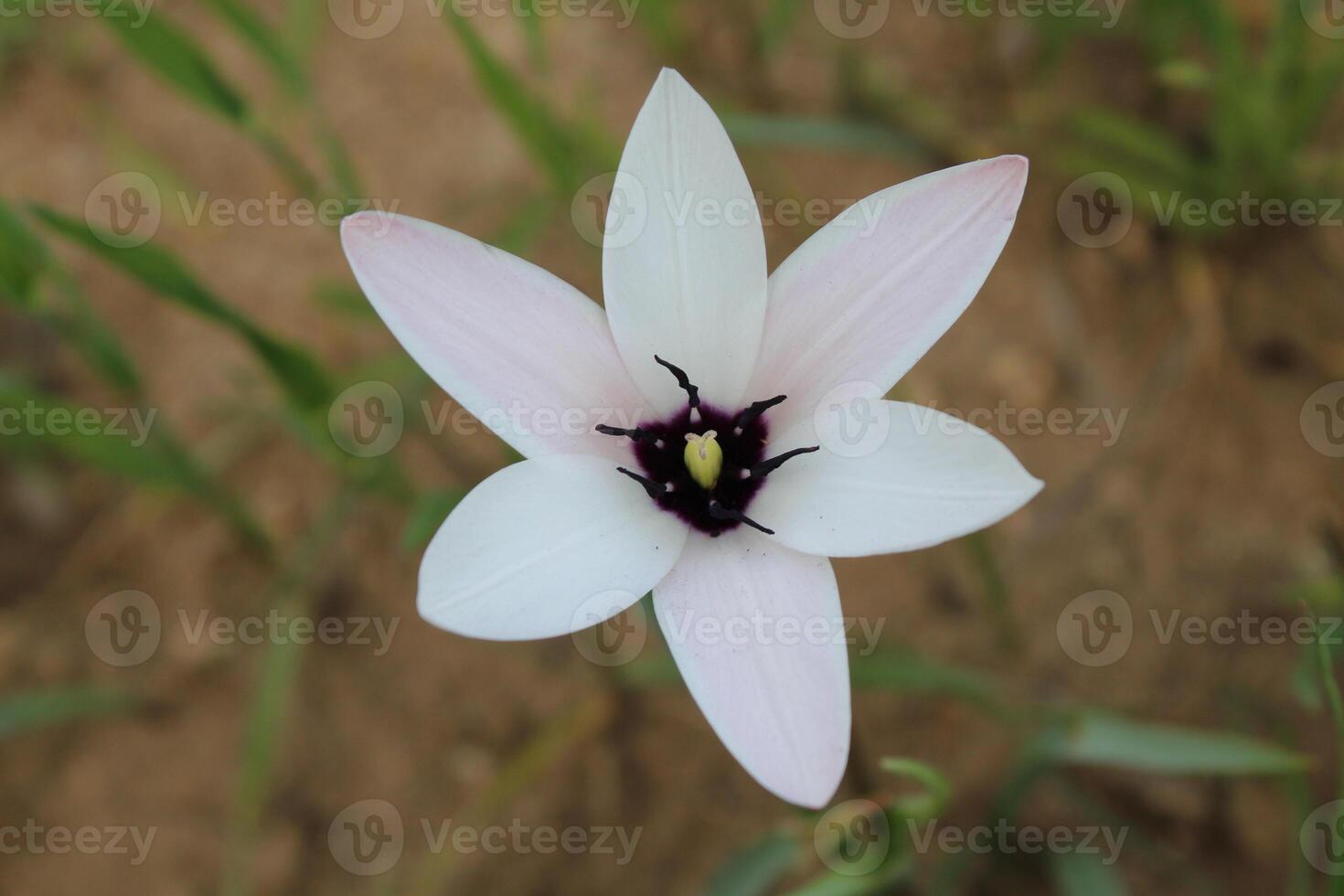 A white flower with a black center is in the dirt photo