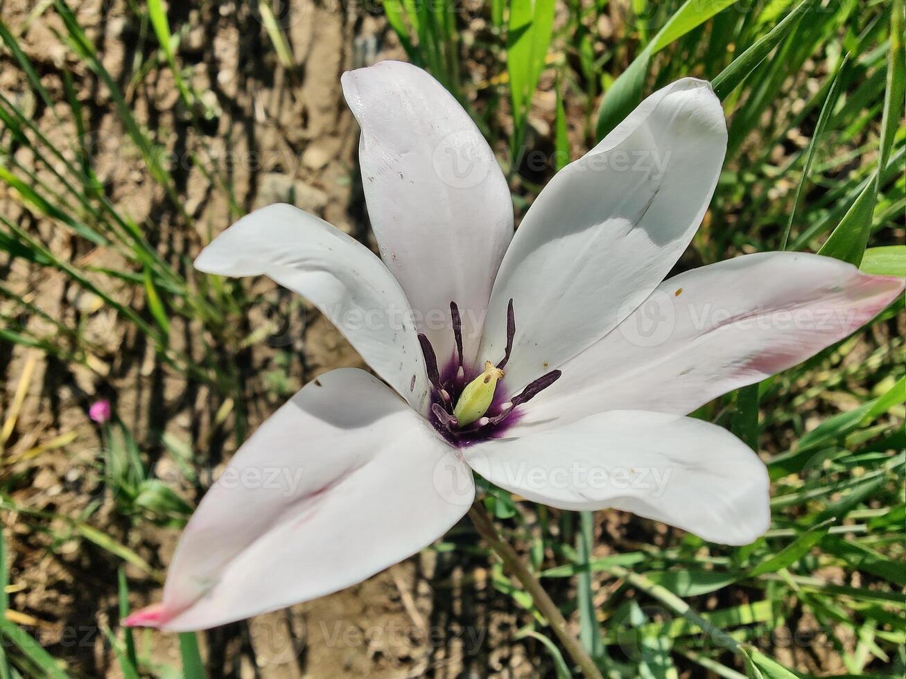 A single white flower in the middle of a field photo