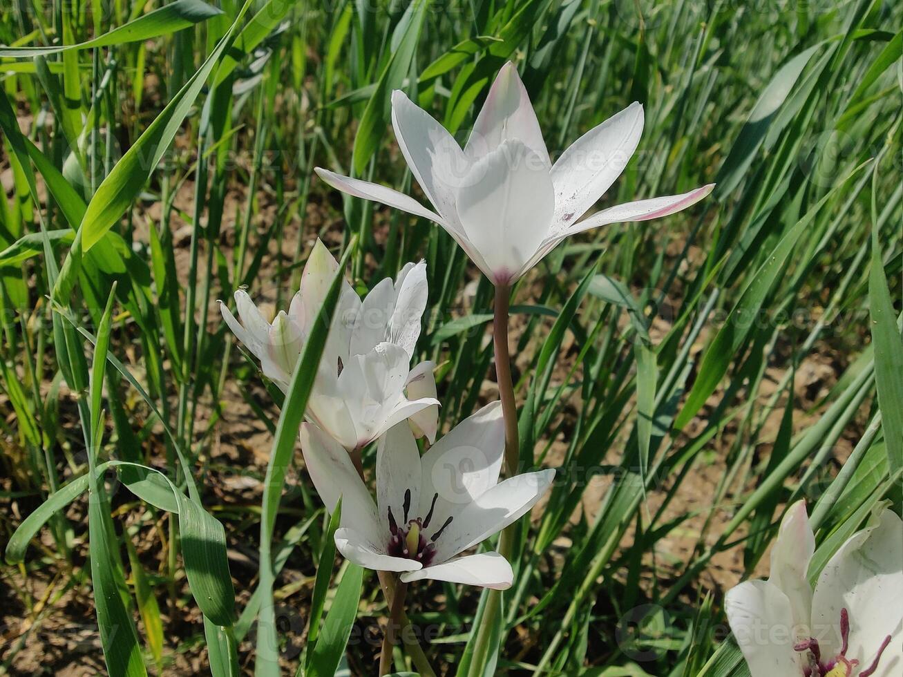 A group of white flowers in a field photo