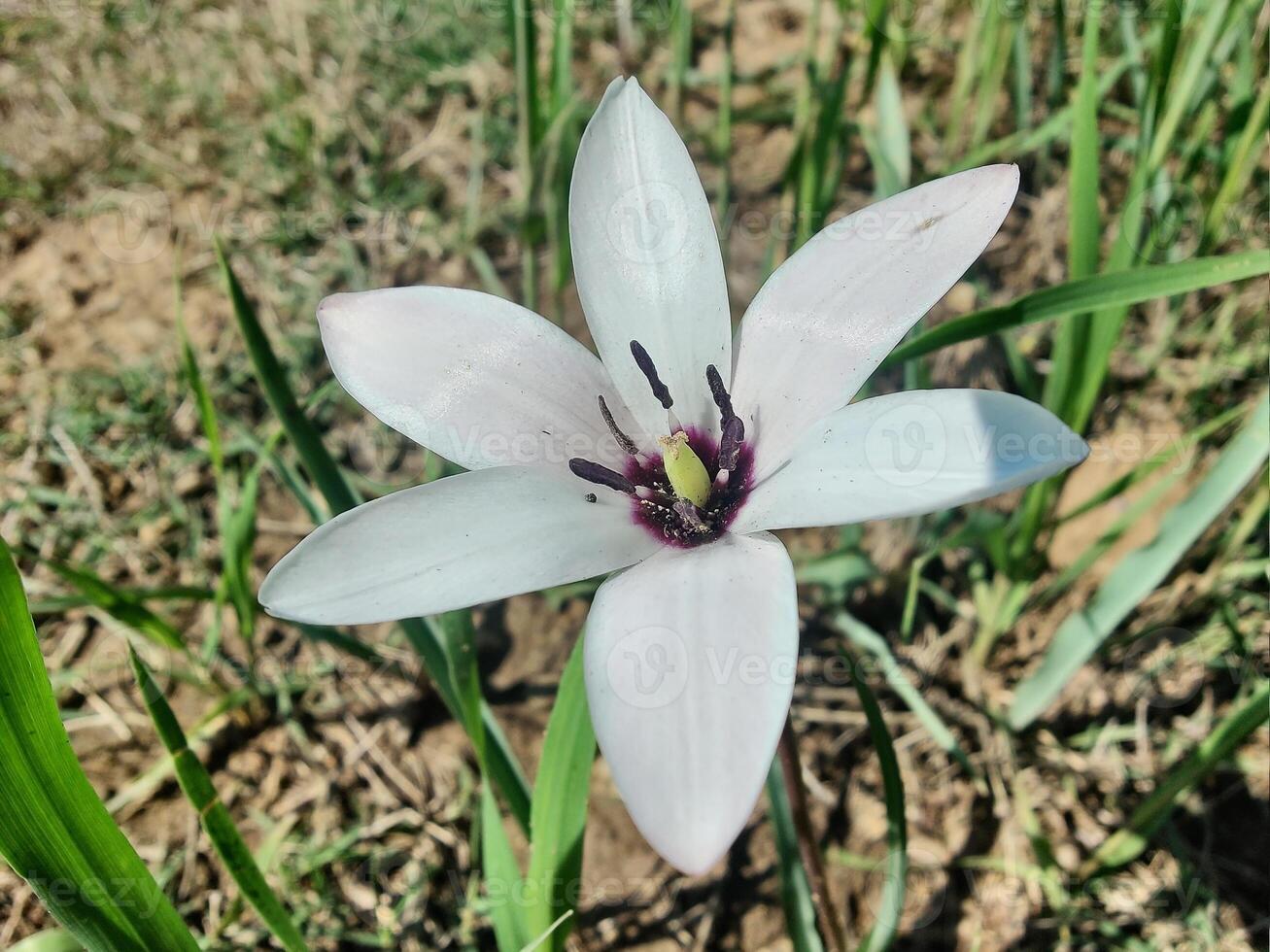 A white flower with a purple center is in the grass photo