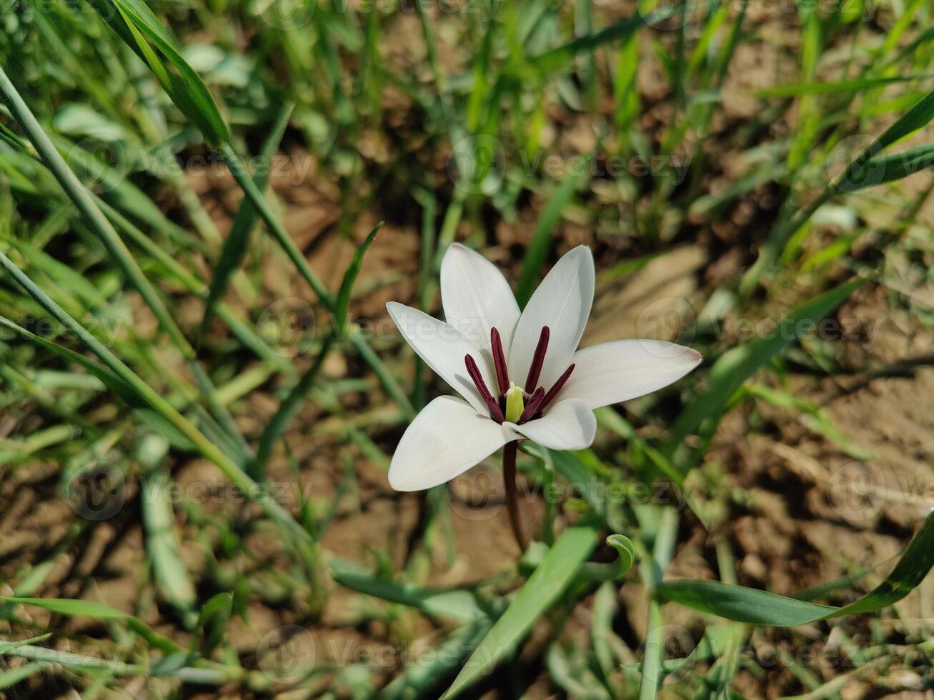 A single white flower in the middle of some grass photo