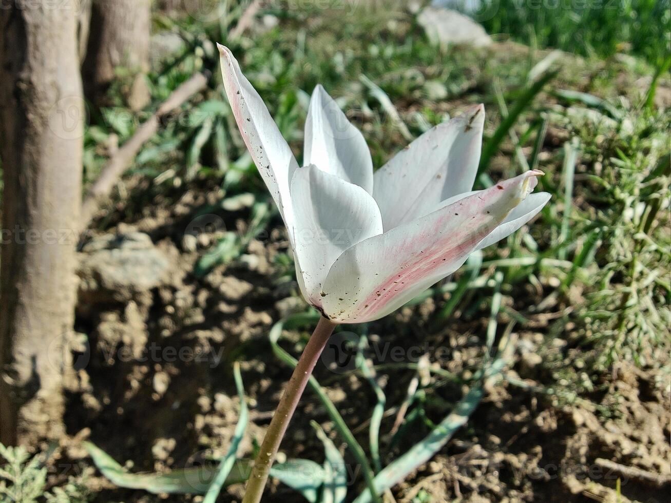 A white tulip with red spots on it photo