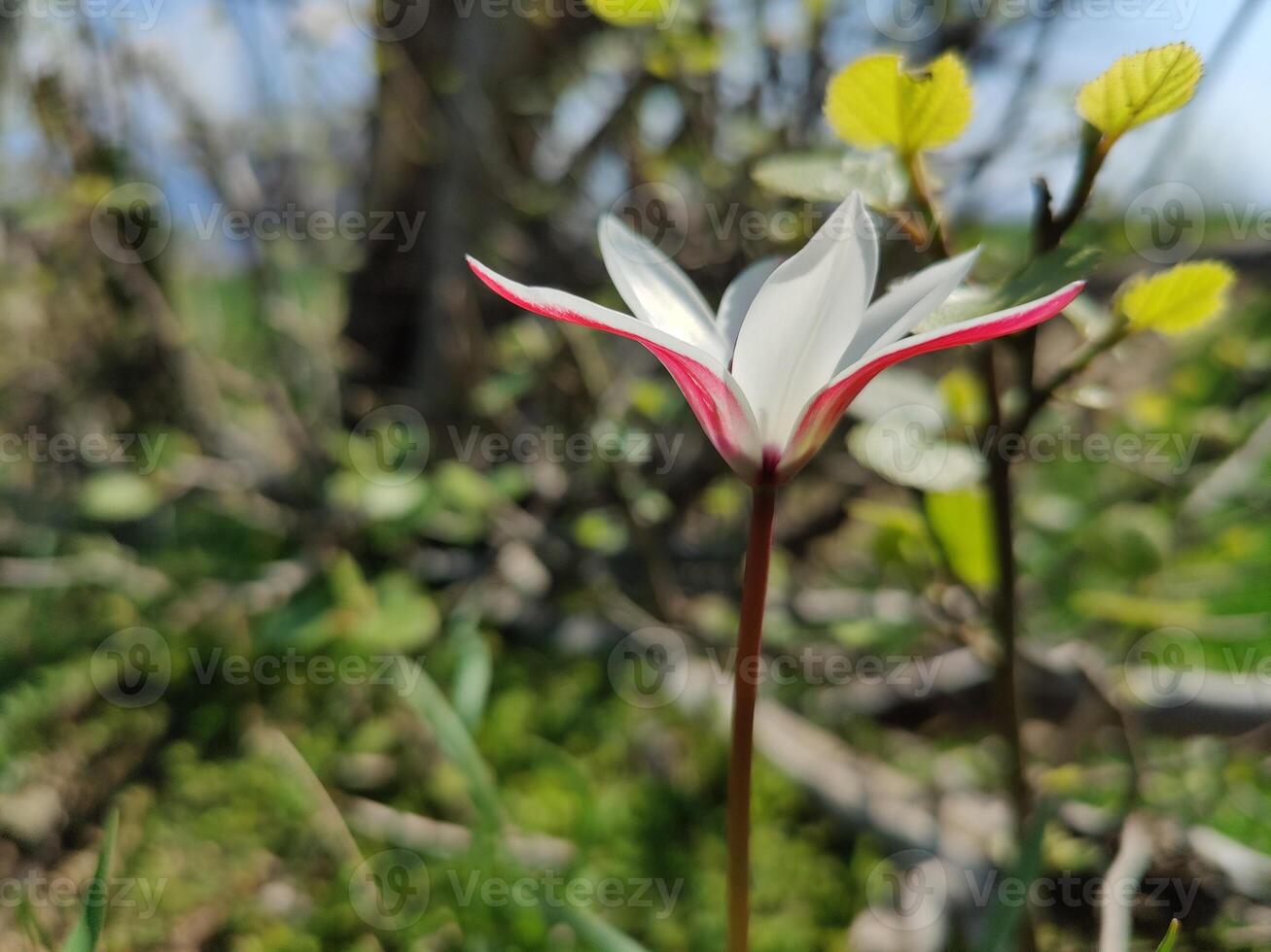 A single white and red flower is growing in the grass photo
