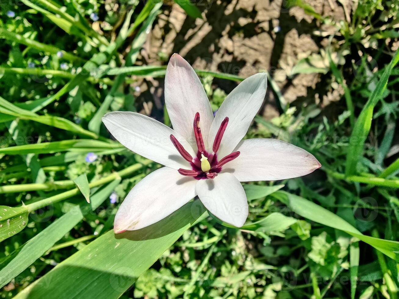 A single white flower with red petals in the grass photo