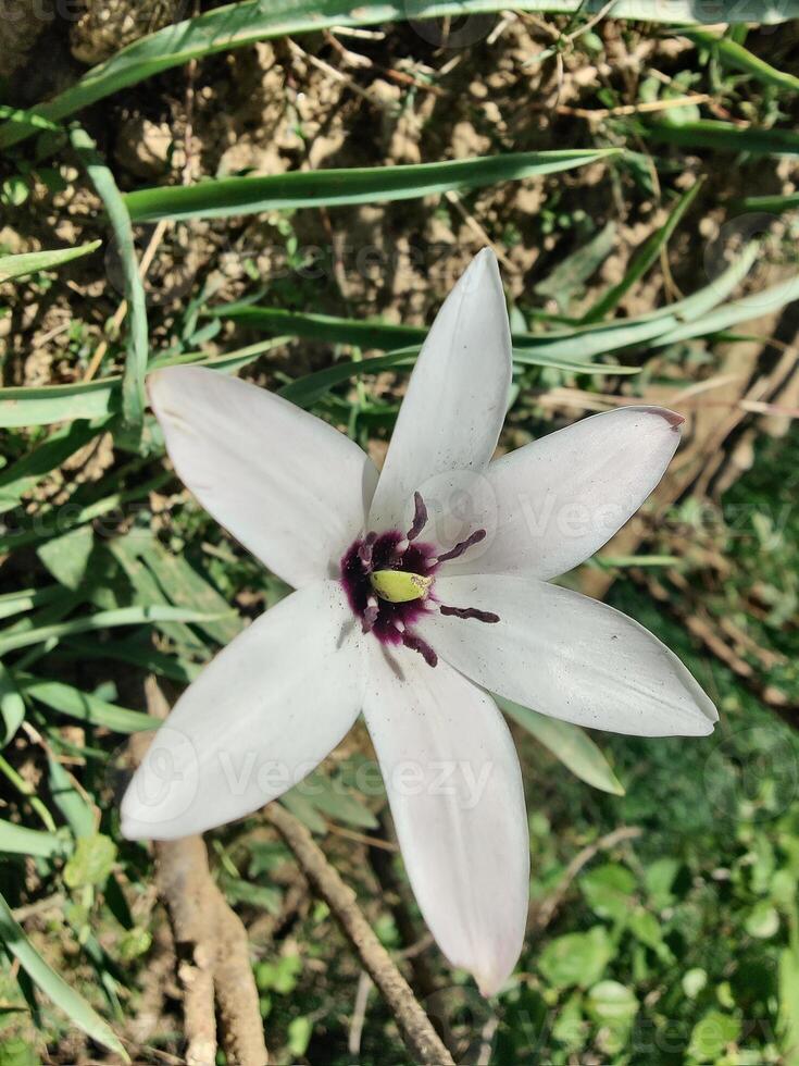 A white flower with a purple center is growing in the grass photo