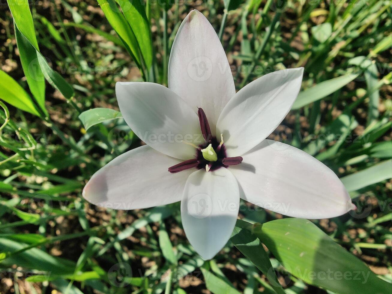 A white flower with a dark center is in the grass photo