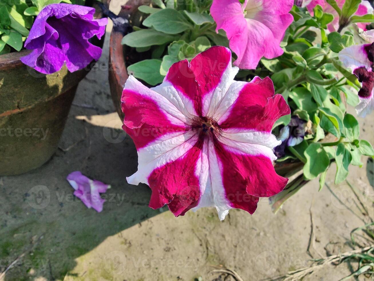 A flower pot with two flowers in it photo
