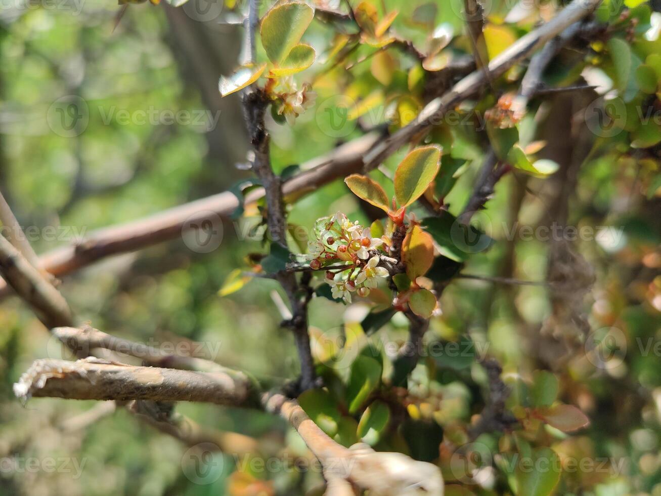 A small branch with a few flowers on it photo