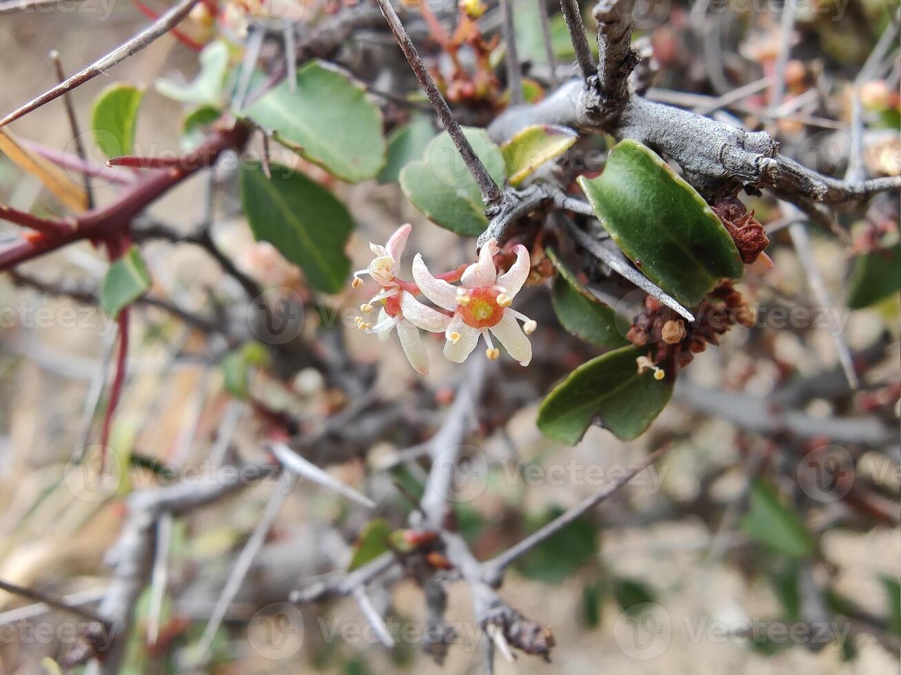 A small flower on a bush with brown leaves photo