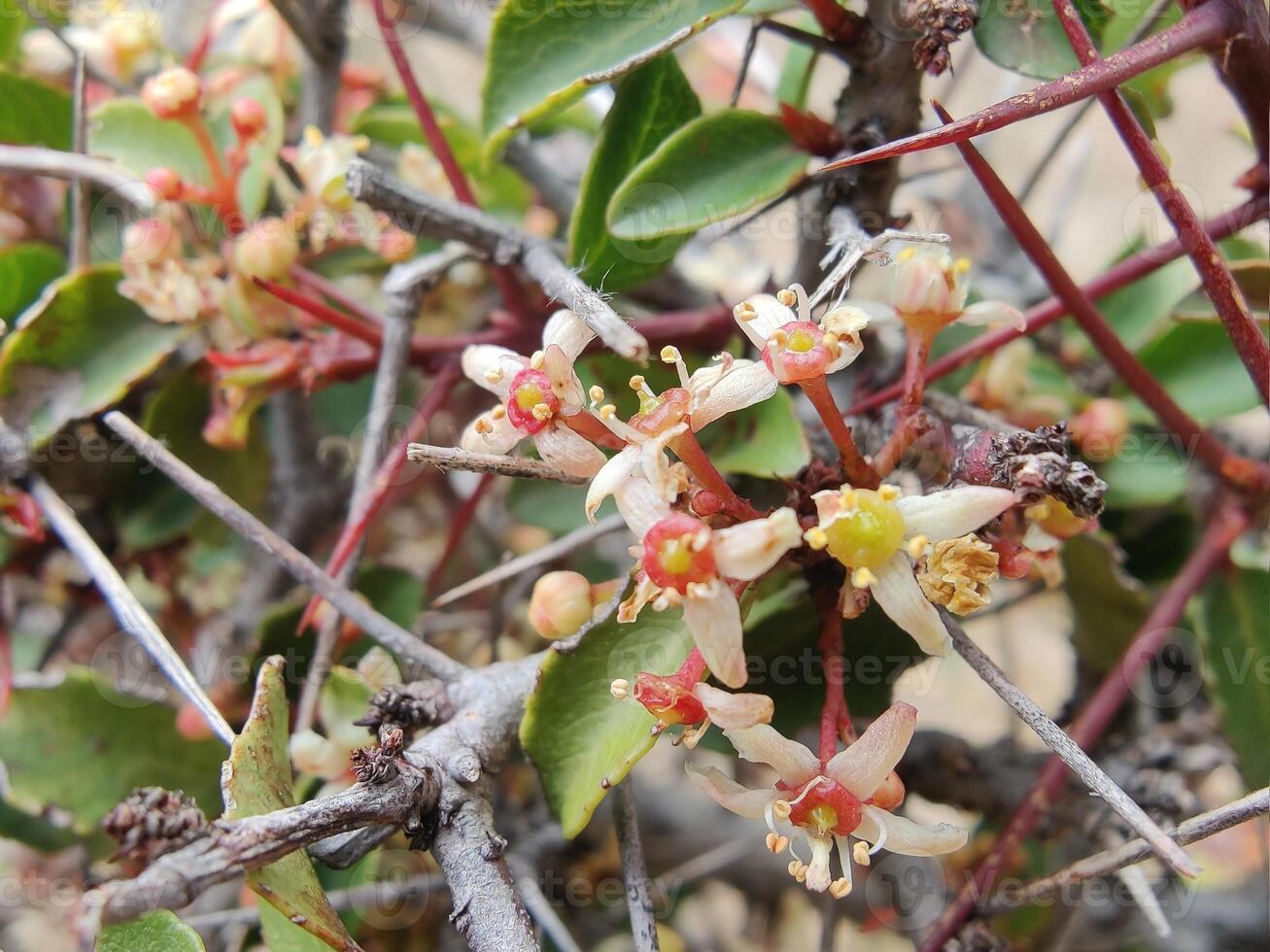 A bush with small flowers and green leaves photo