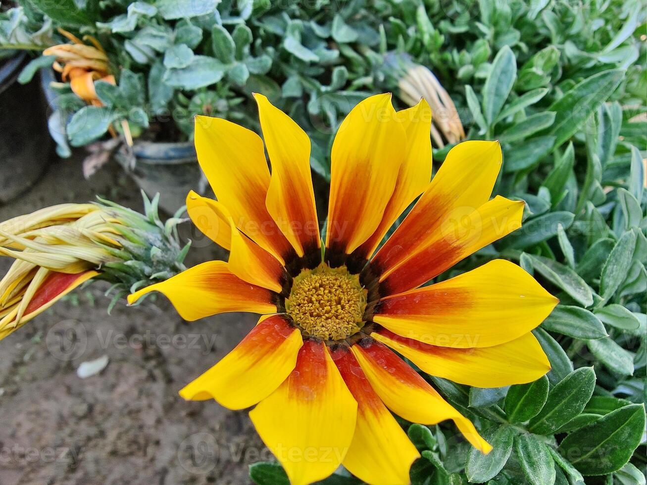 A yellow and red flower with green leaves photo