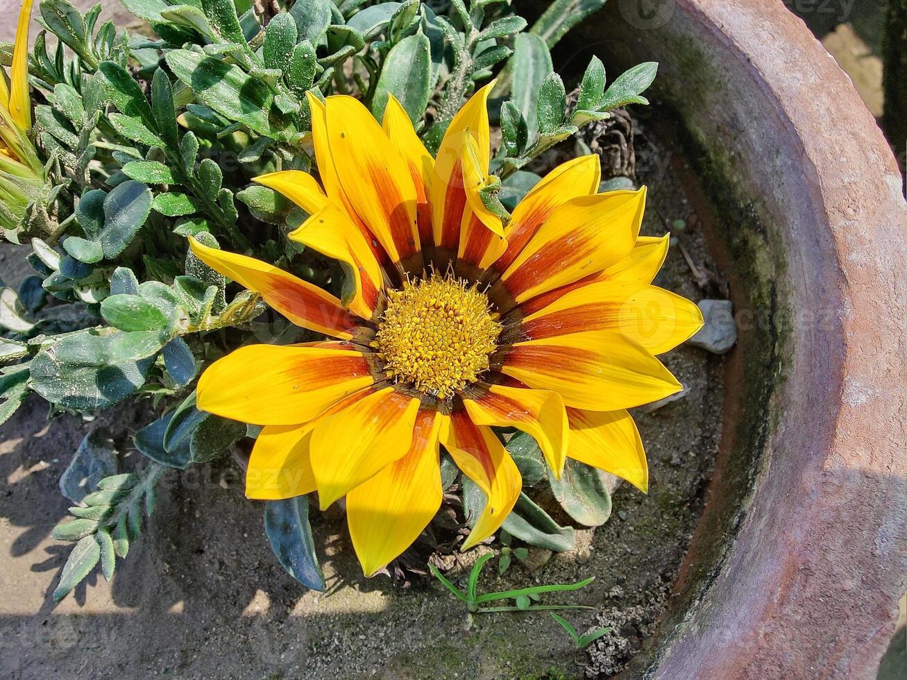 A yellow flower in a pot on the ground photo