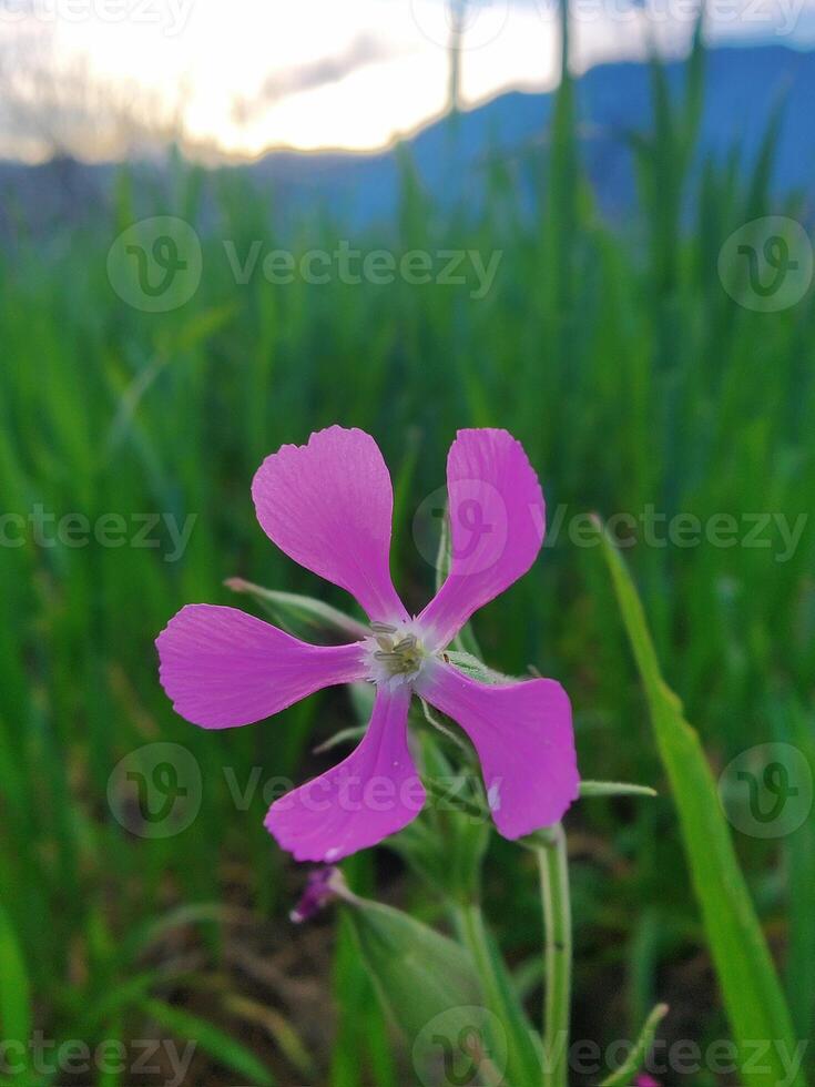 A single pink flower in a field of grass photo