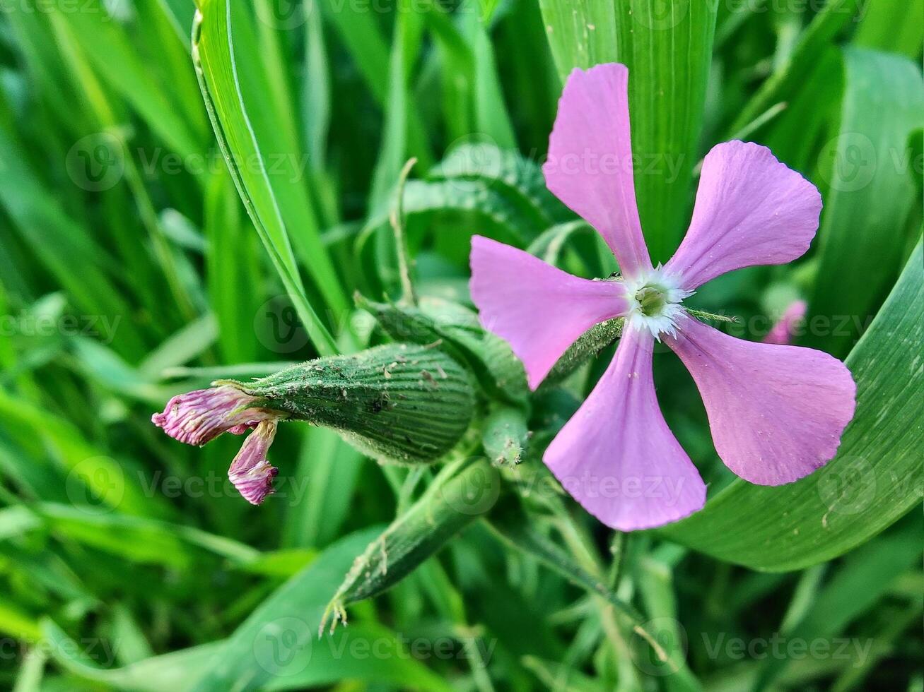 A single pink flower is in the middle of a green field photo