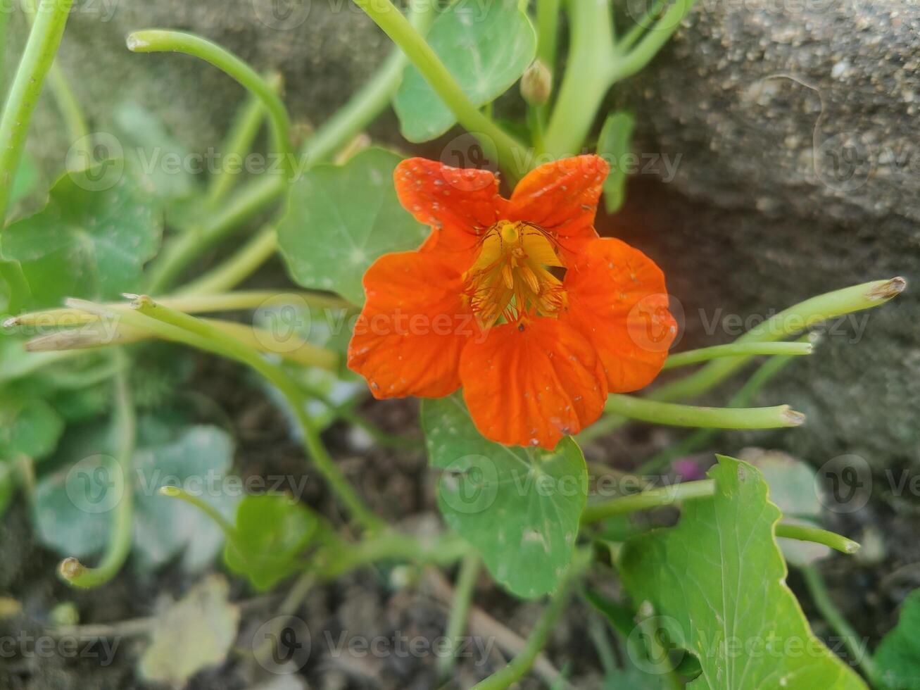 A single orange flower growing in the middle of a green plant photo