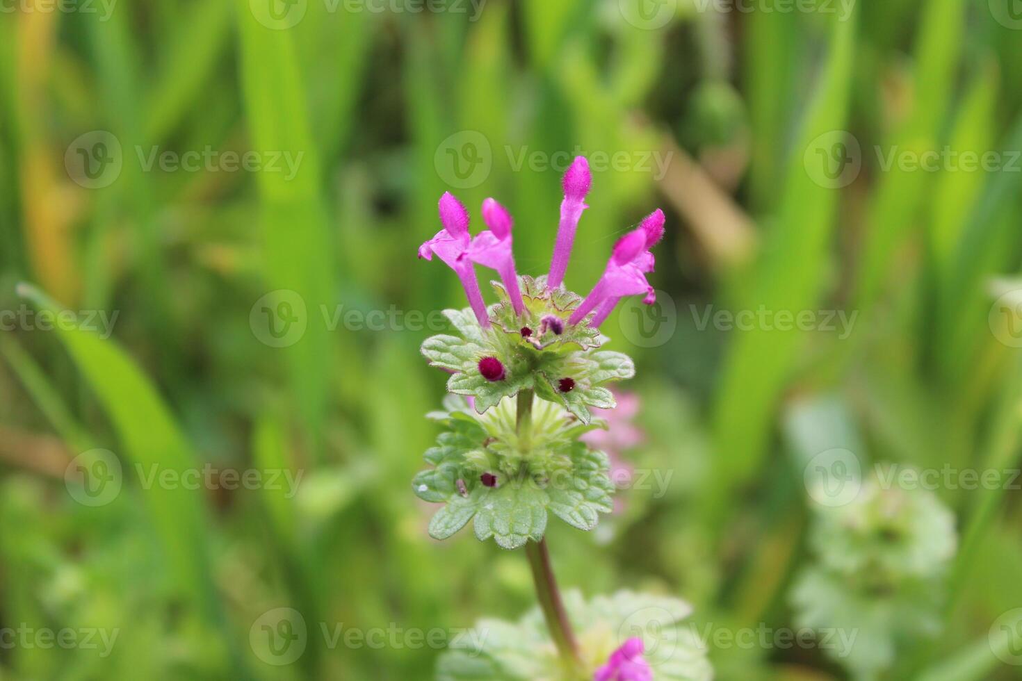 A small pink flower is in the middle of a field photo
