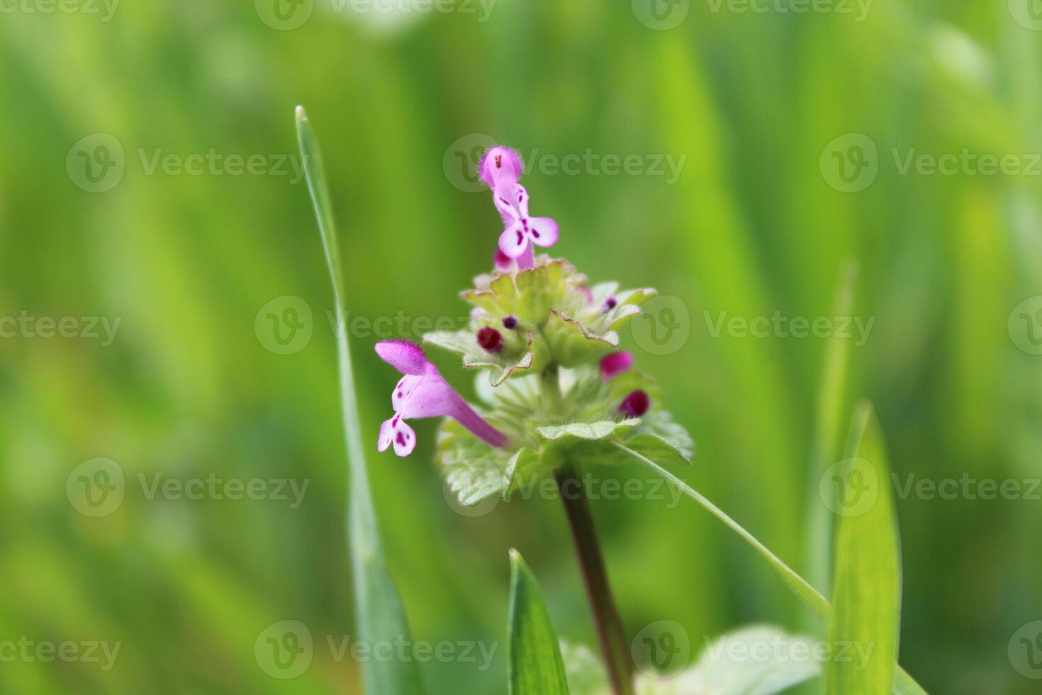 A small flower with a green stem in a field photo