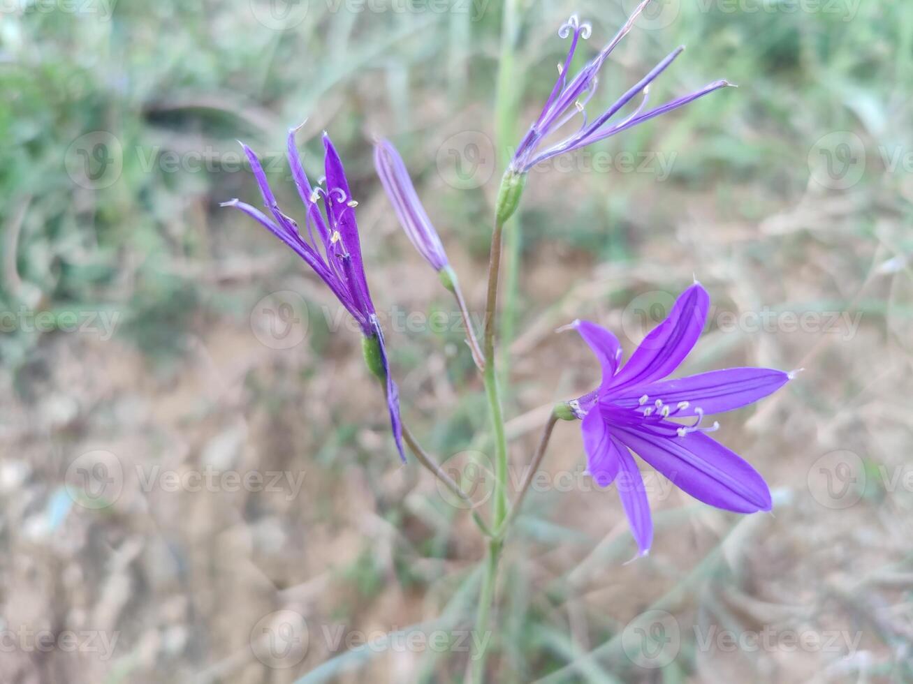 Purple flowers are growing in the grass photo
