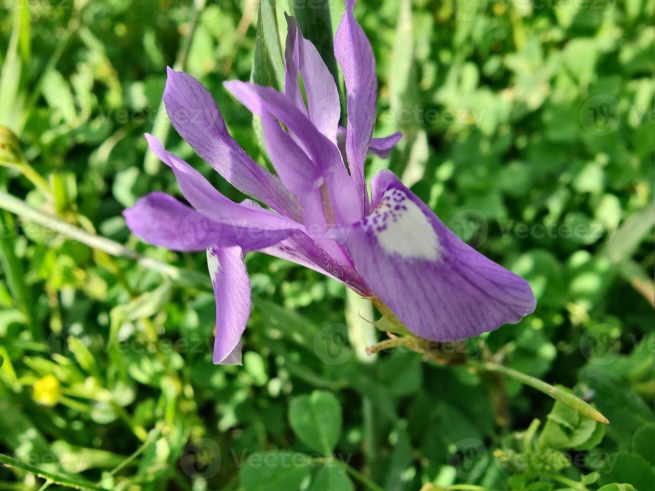 A purple flower with white petals is in the grass photo