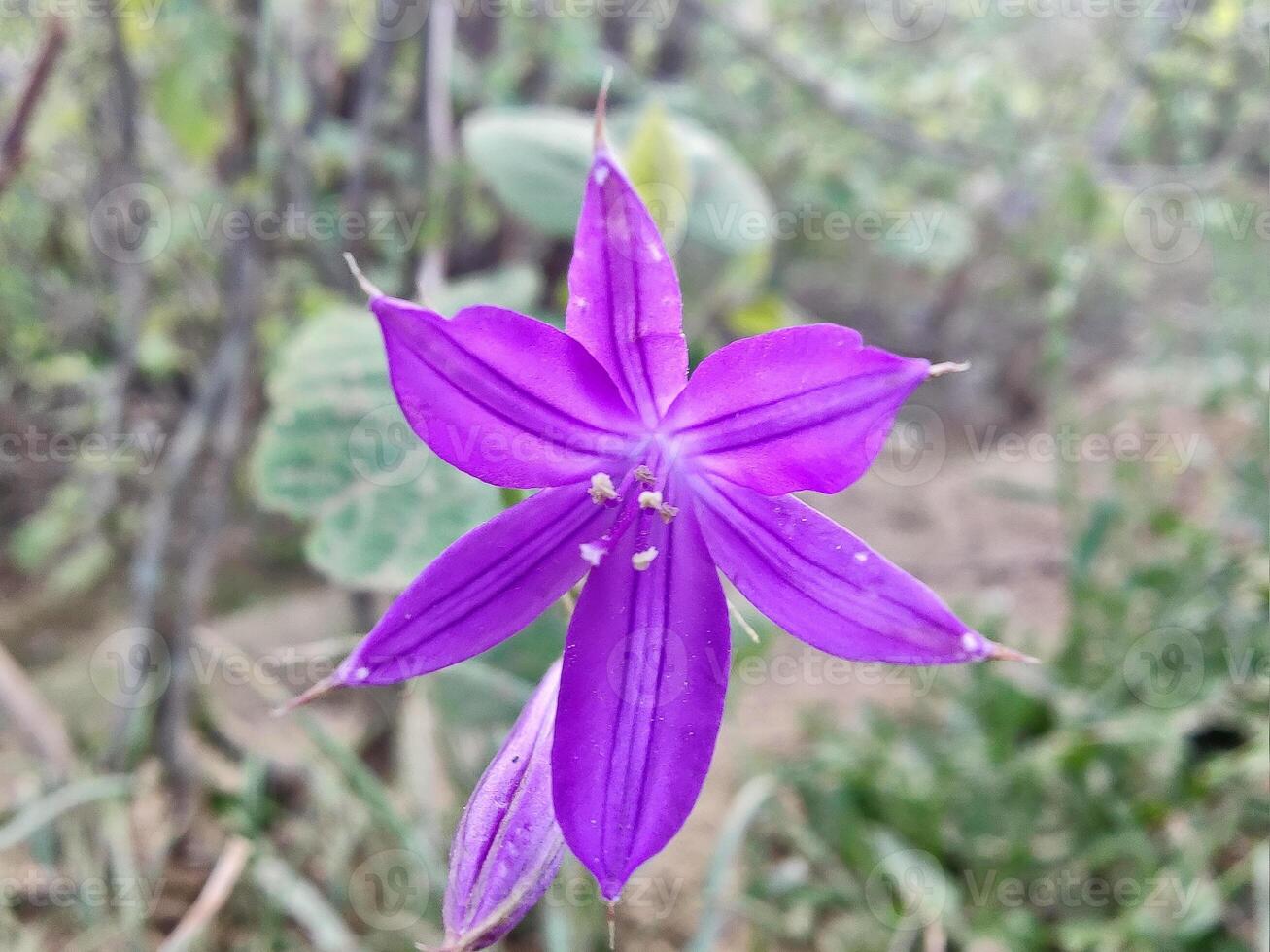 A purple flower with a green stem in the middle of a field photo