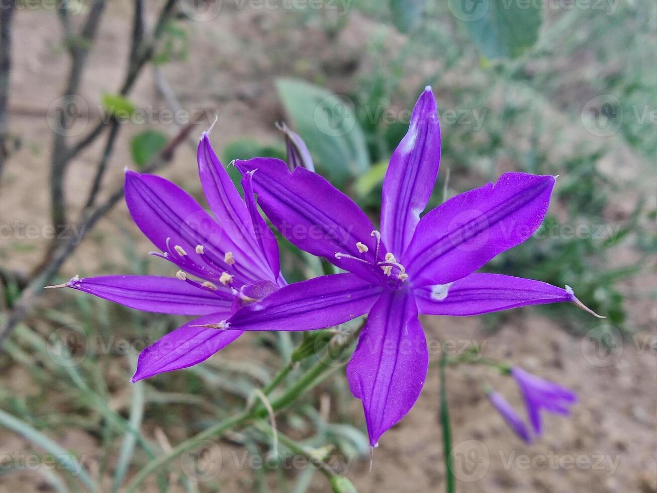 Purple flowers in the desert photo