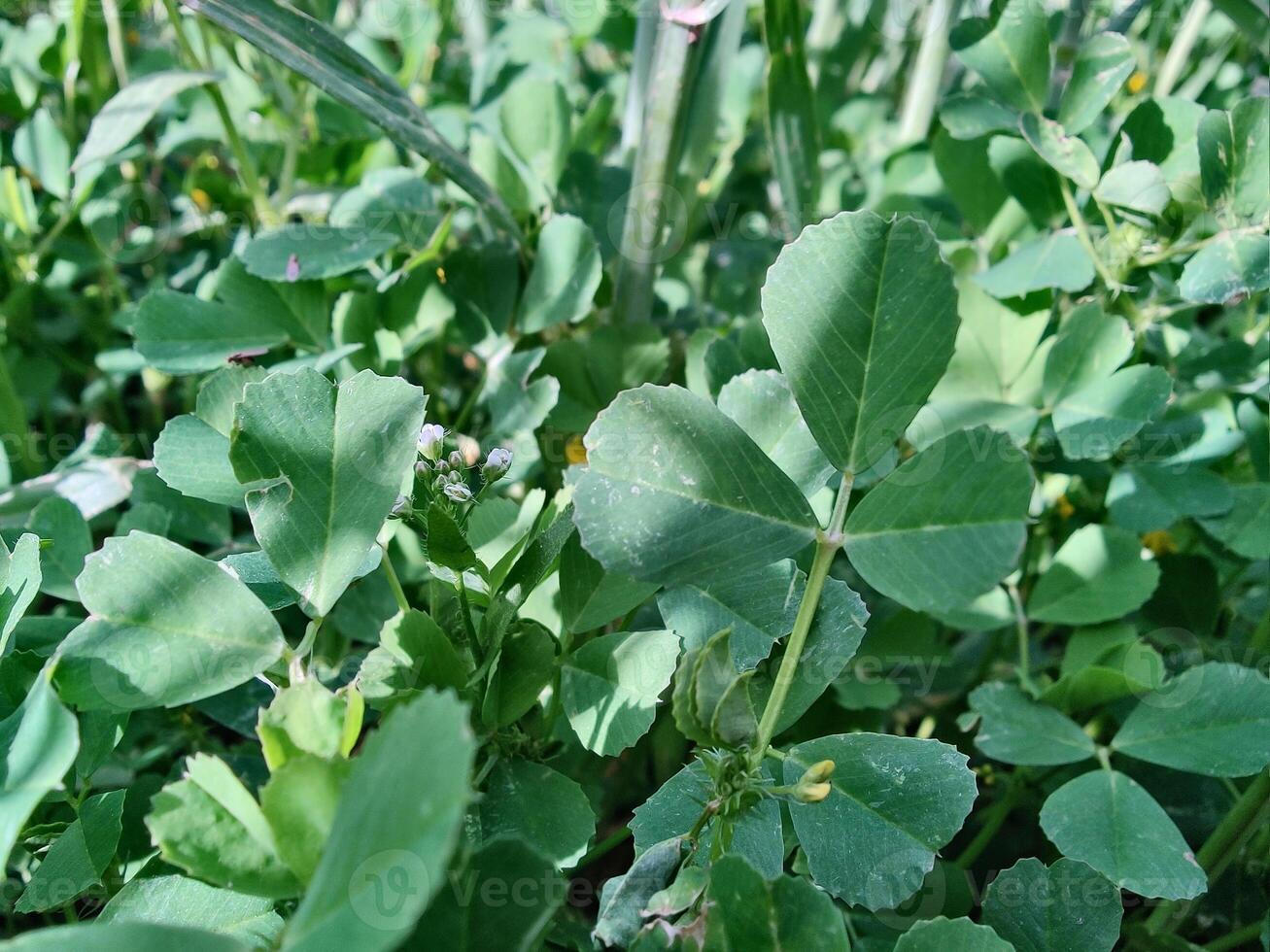 A field of green plants with leaves and flowers photo