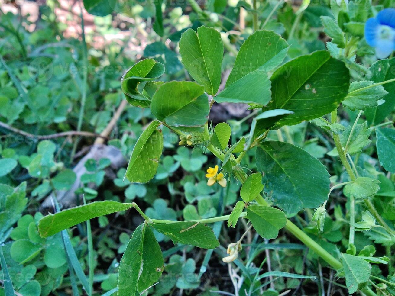 A plant with green leaves and blue flowers photo