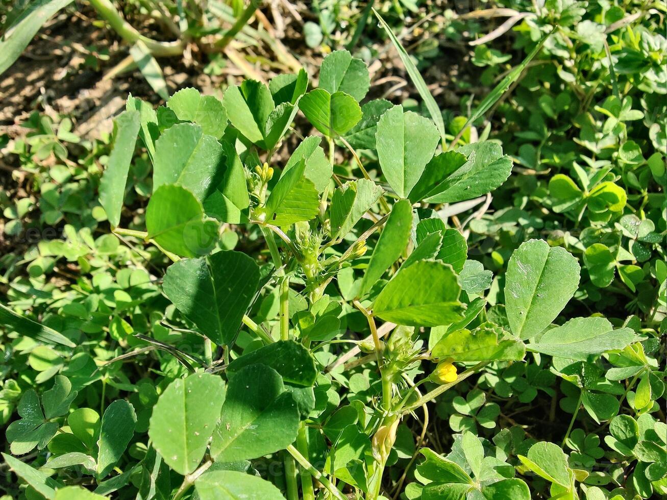 Pea plants growing in the field photo