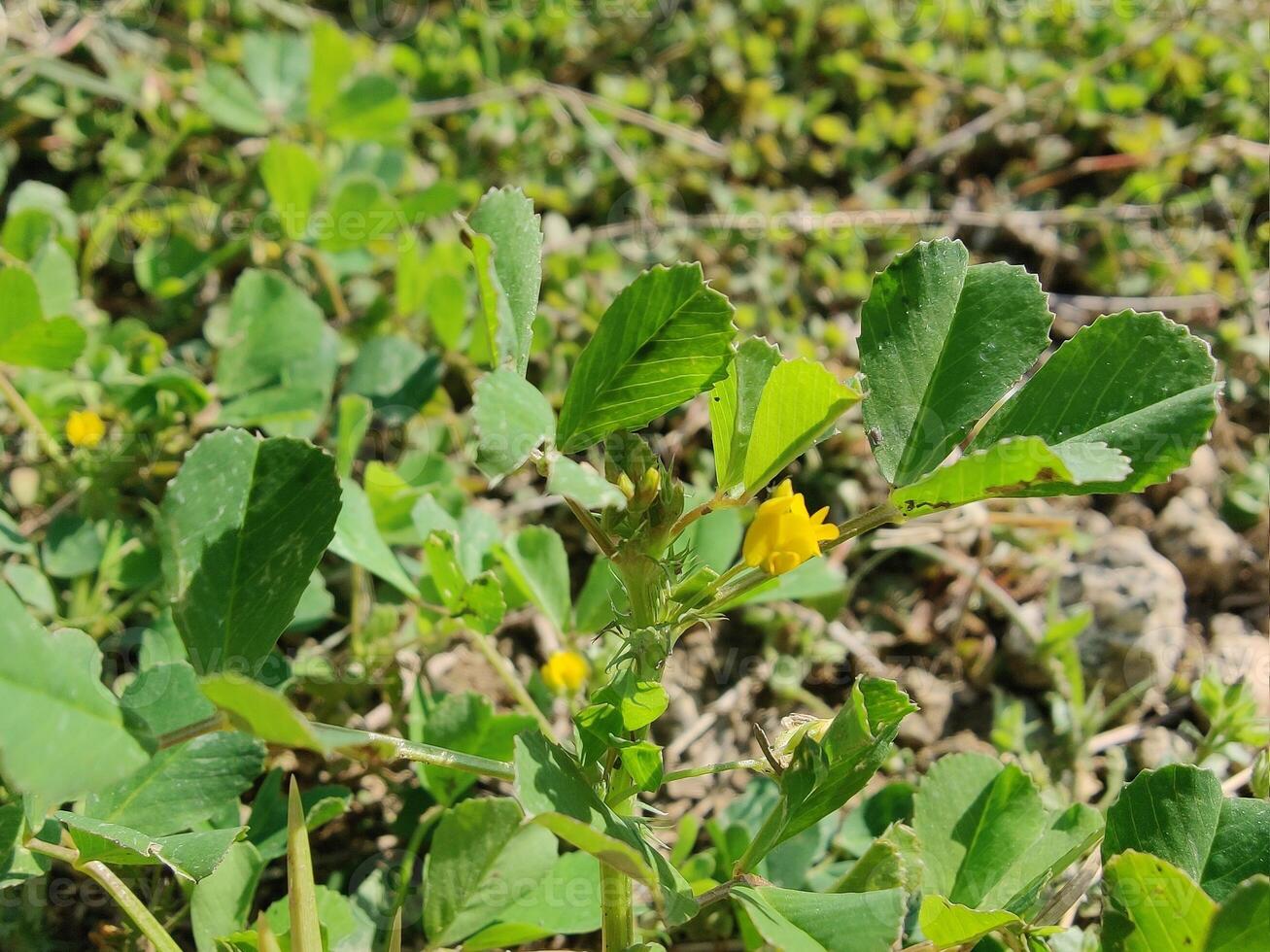 A small plant with yellow flowers in the middle of the field photo