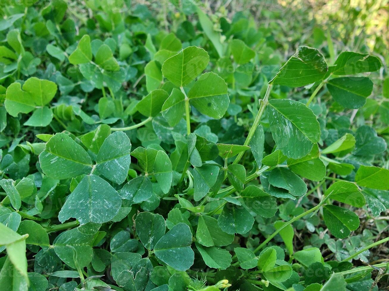 A close up of a clover plant in the grass photo