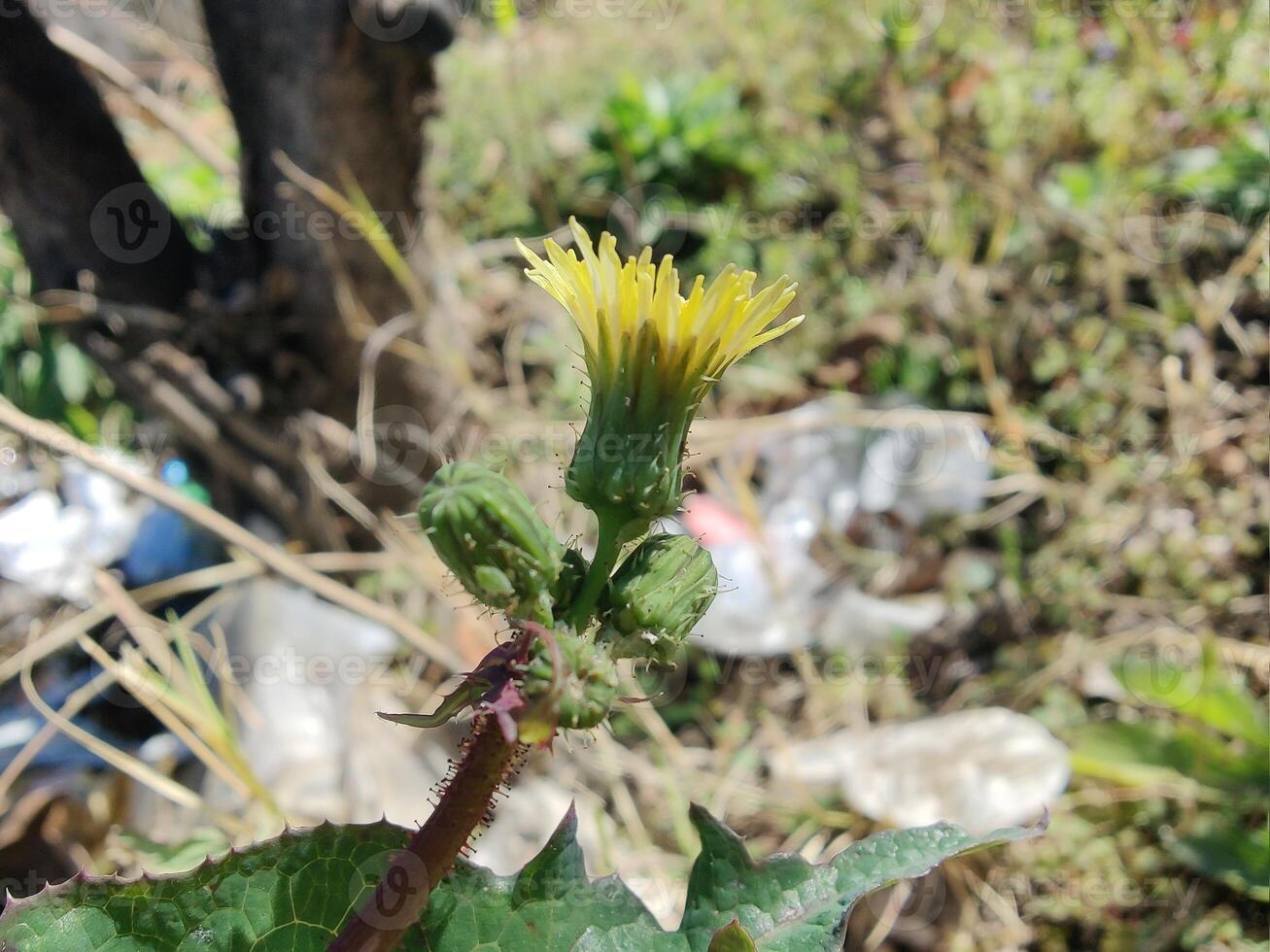 A yellow flower with green leaves and a brown background photo