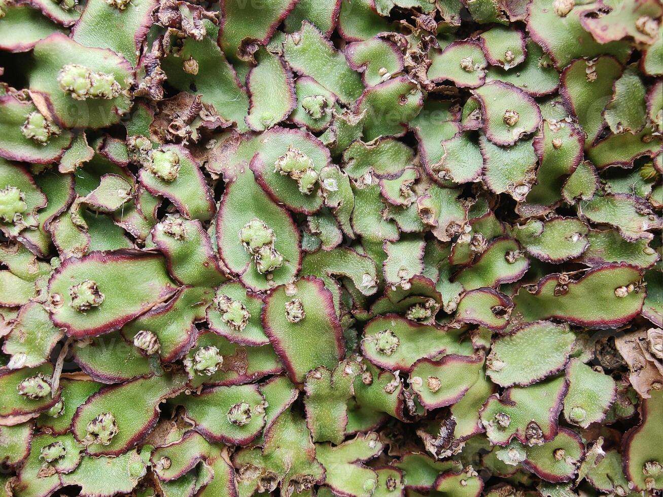 A Cliff Waxwort, Plagiochasma rupestre or Liverwort photo