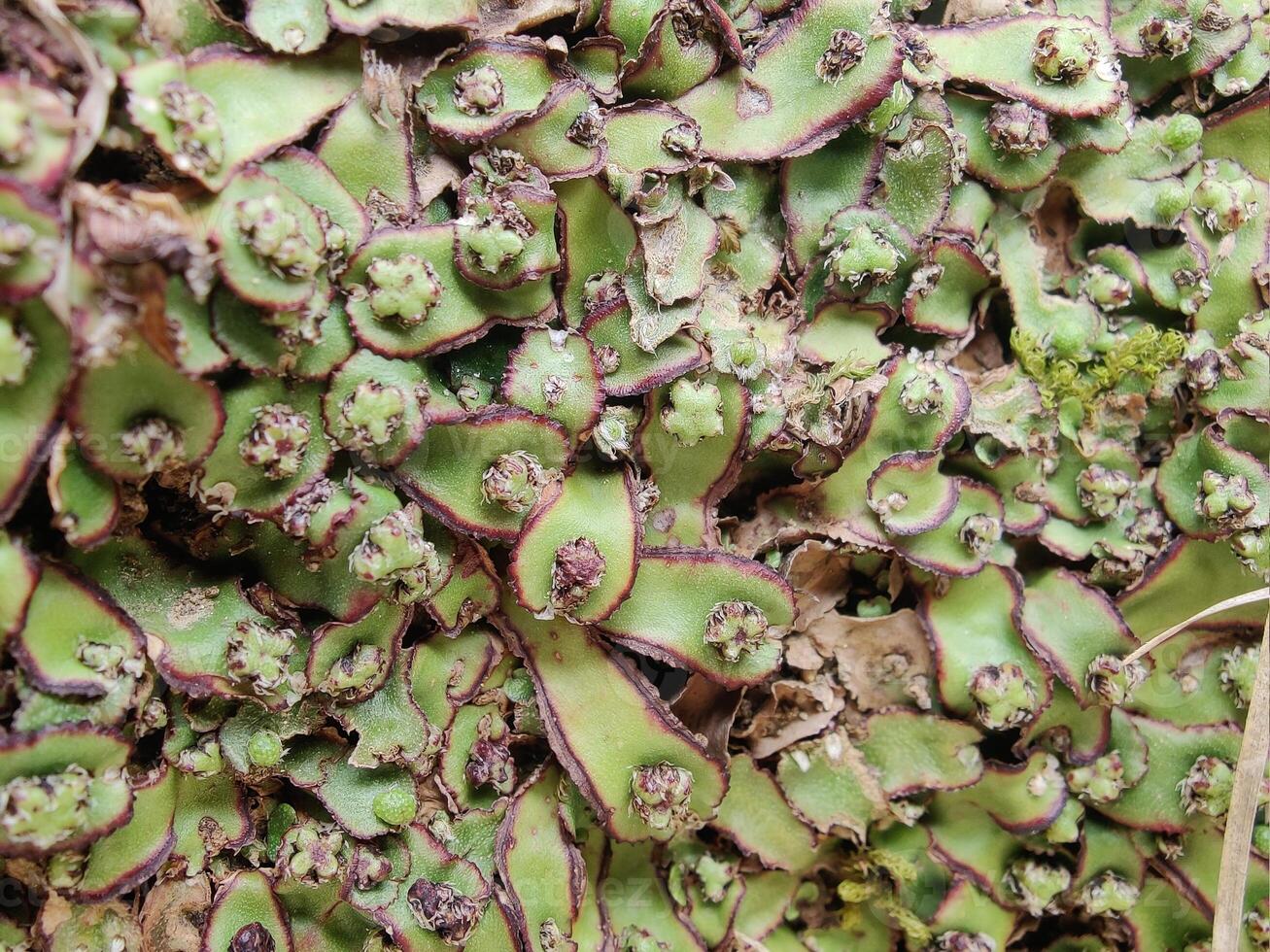 Cliff Waxwort, Plagiochasma rupestre or Liverwort a moss photo