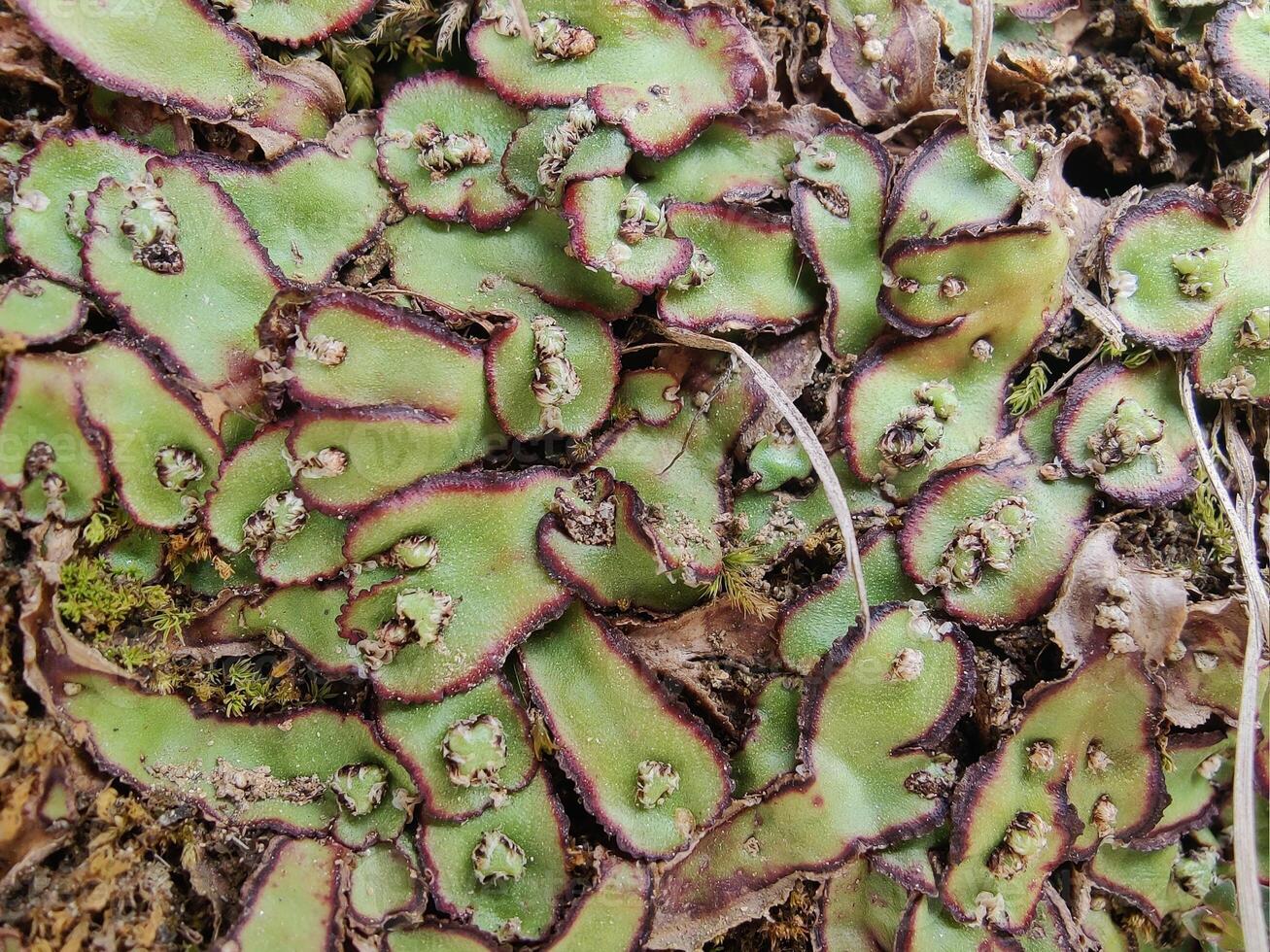 Cliff Waxwort, Plagiochasma rupestre or Liverwort moss like plant photo