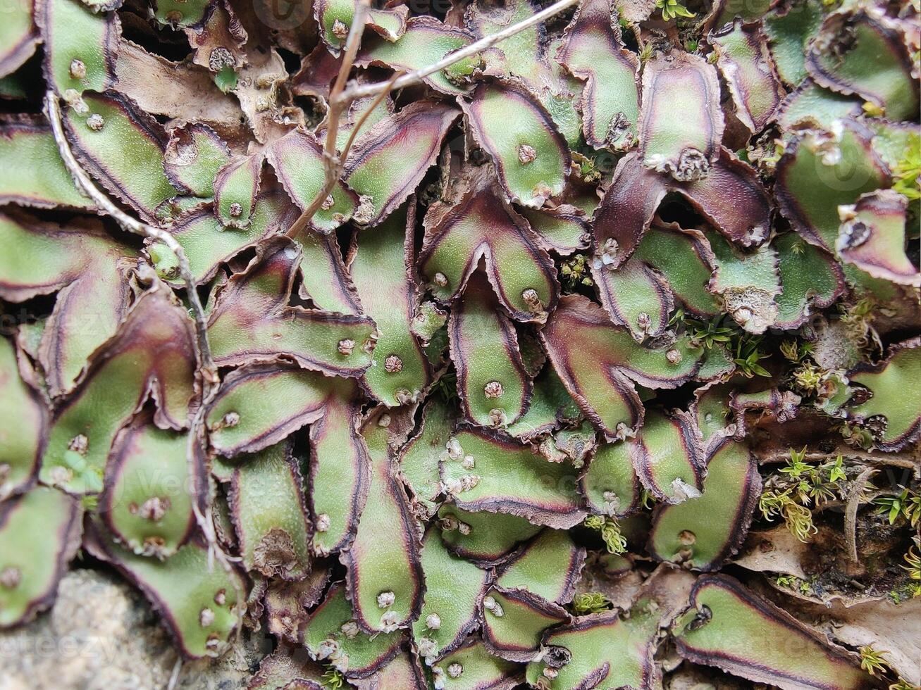 Cliff Waxwort, Plagiochasma rupestre or Liverwort green plant photo