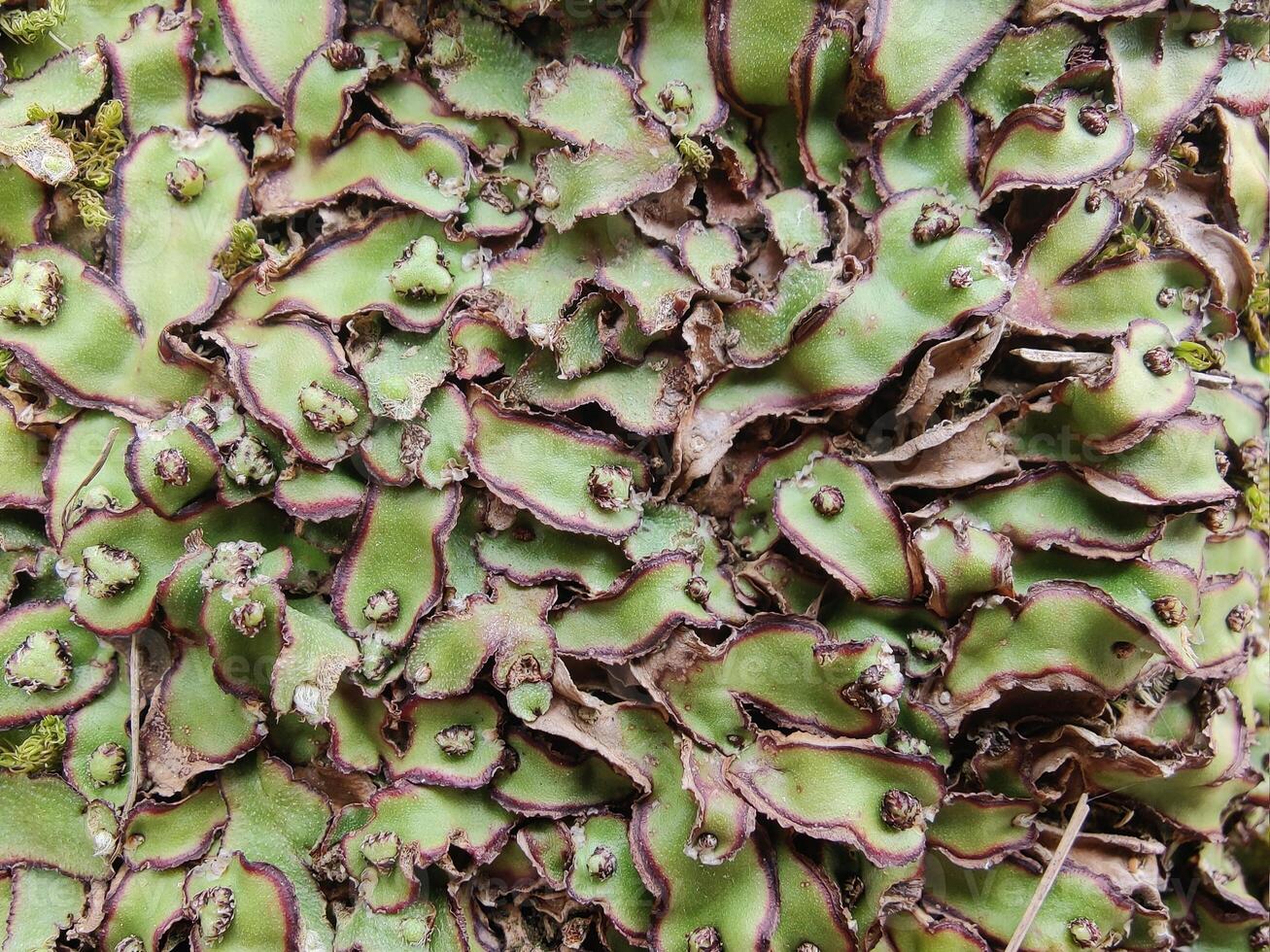 A close up of a plant with many green leaves photo
