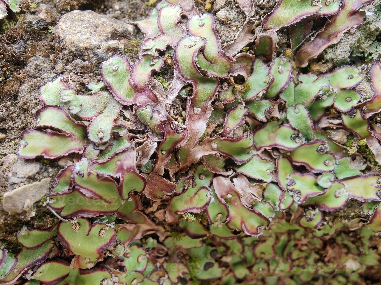 A plant with green and purple leaves growing on a rock photo