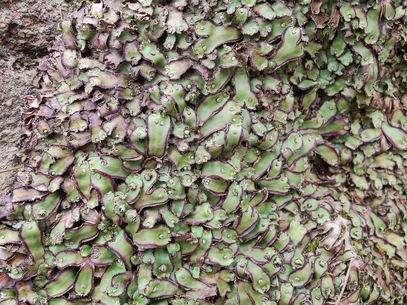A large plant with many leaves on it photo