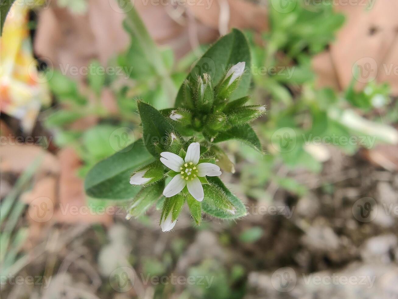 A small white flower with green leaves in the ground photo