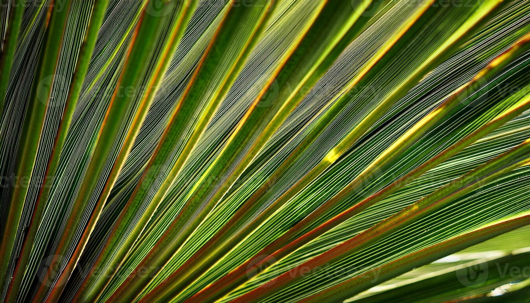 Detailed View of Vibrant Green Palm Leaves Showing Intricate Textures in Sunlight During a Warm Afternoon photo