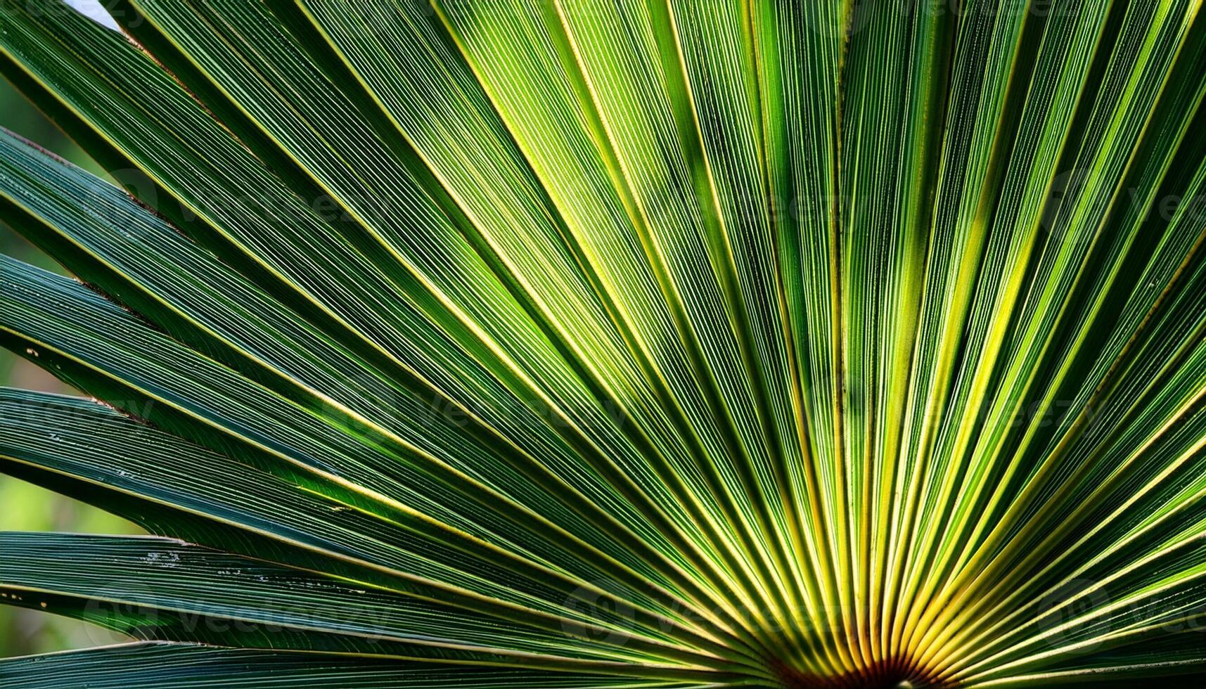 Vibrant Green Palm Frond Showcasing Intricate Patterns in Natural Sunlight at a Tropical Garden photo